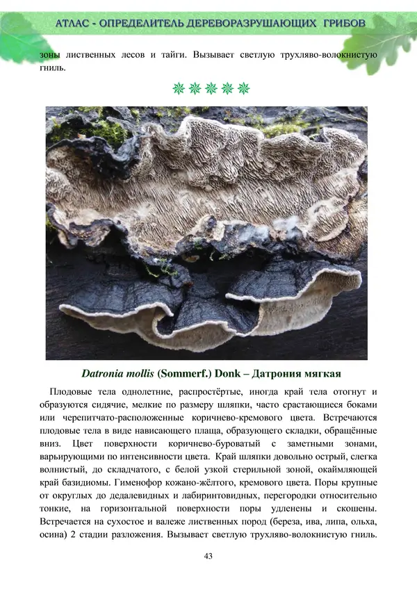  Коллектив авторов - Атлас-определитель дереворазрушающих грибов лесов Русской равнины - Страница № 45