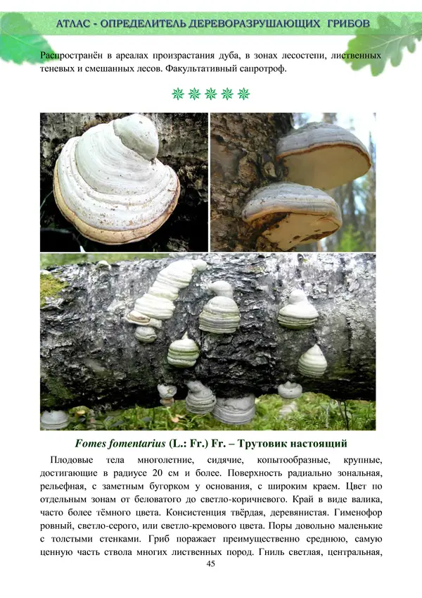  Коллектив авторов - Атлас-определитель дереворазрушающих грибов лесов Русской равнины - Страница № 47