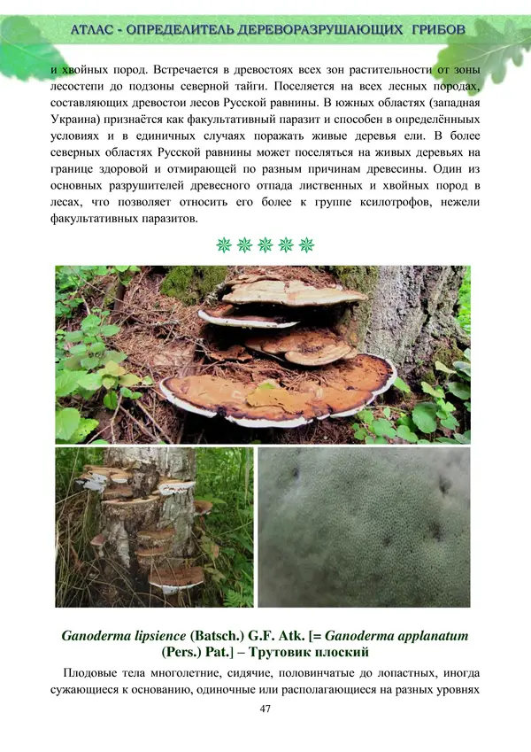  Коллектив авторов - Атлас-определитель дереворазрушающих грибов лесов Русской равнины - Страница № 49