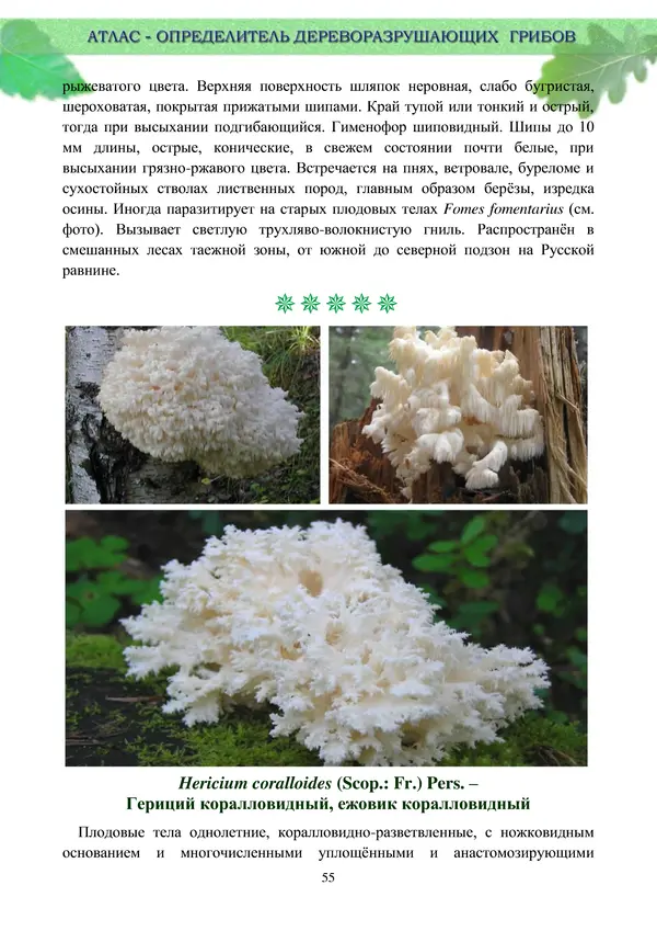  Коллектив авторов - Атлас-определитель дереворазрушающих грибов лесов Русской равнины - Страница № 57
