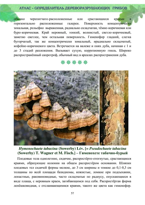  Коллектив авторов - Атлас-определитель дереворазрушающих грибов лесов Русской равнины - Страница № 59