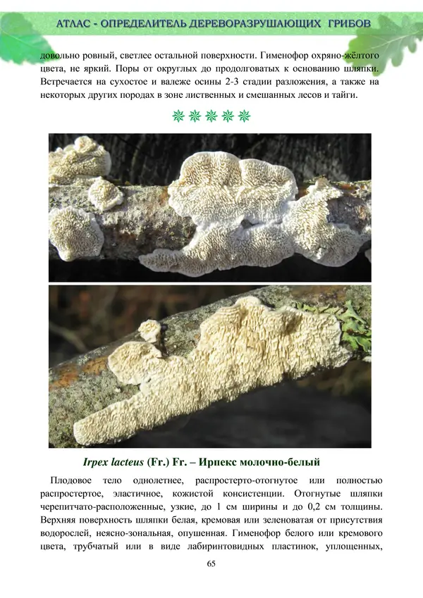  Коллектив авторов - Атлас-определитель дереворазрушающих грибов лесов Русской равнины - Страница № 67