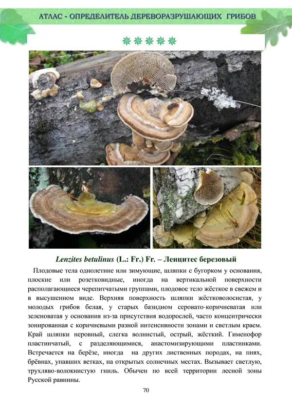  Коллектив авторов - Атлас-определитель дереворазрушающих грибов лесов Русской равнины - Страница № 72