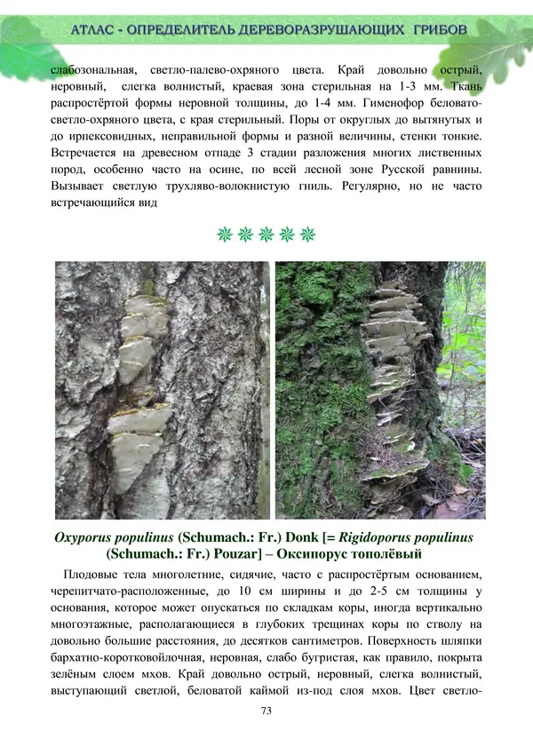  Коллектив авторов - Атлас-определитель дереворазрушающих грибов лесов Русской равнины - Страница № 75