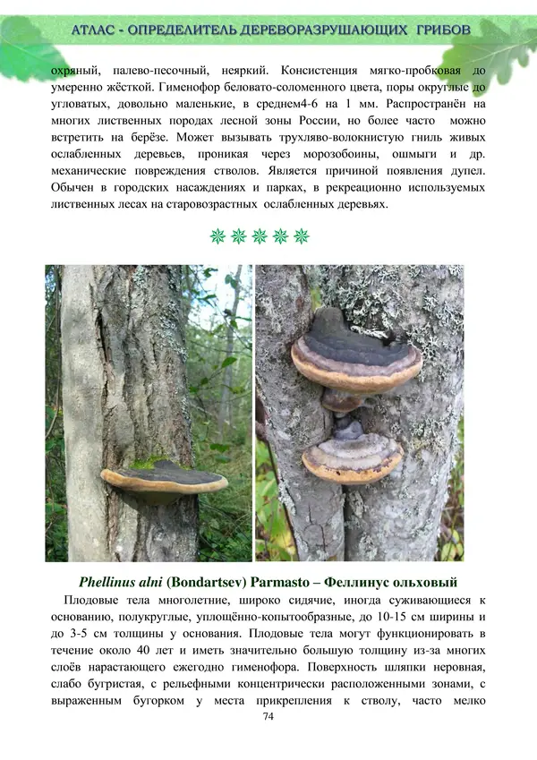  Коллектив авторов - Атлас-определитель дереворазрушающих грибов лесов Русской равнины - Страница № 76