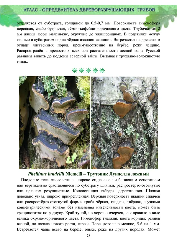  Коллектив авторов - Атлас-определитель дереворазрушающих грибов лесов Русской равнины - Страница № 80
