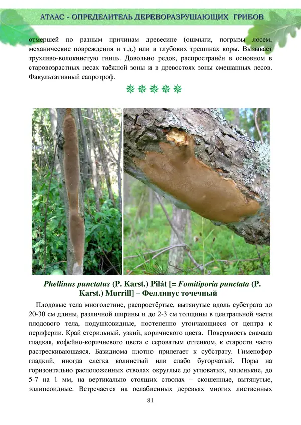  Коллектив авторов - Атлас-определитель дереворазрушающих грибов лесов Русской равнины - Страница № 83