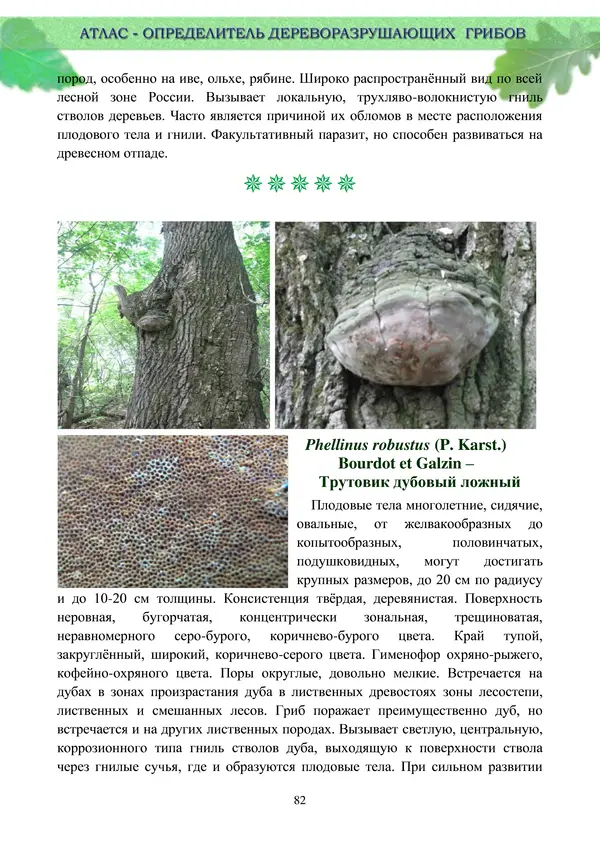  Коллектив авторов - Атлас-определитель дереворазрушающих грибов лесов Русской равнины - Страница № 84