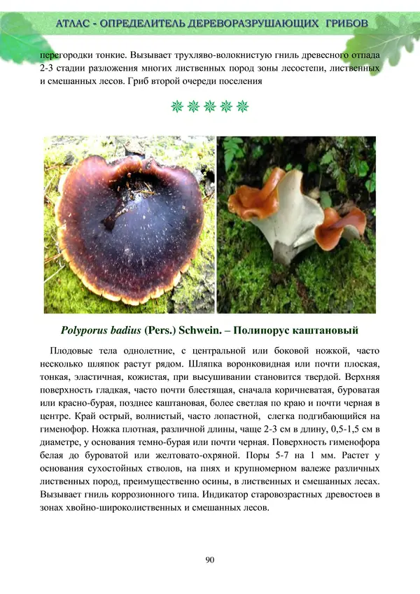  Коллектив авторов - Атлас-определитель дереворазрушающих грибов лесов Русской равнины - Страница № 92
