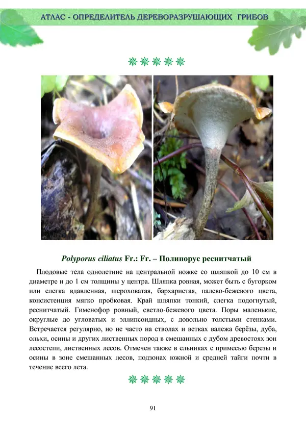  Коллектив авторов - Атлас-определитель дереворазрушающих грибов лесов Русской равнины - Страница № 93