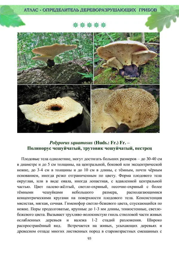  Коллектив авторов - Атлас-определитель дереворазрушающих грибов лесов Русской равнины - Страница № 95