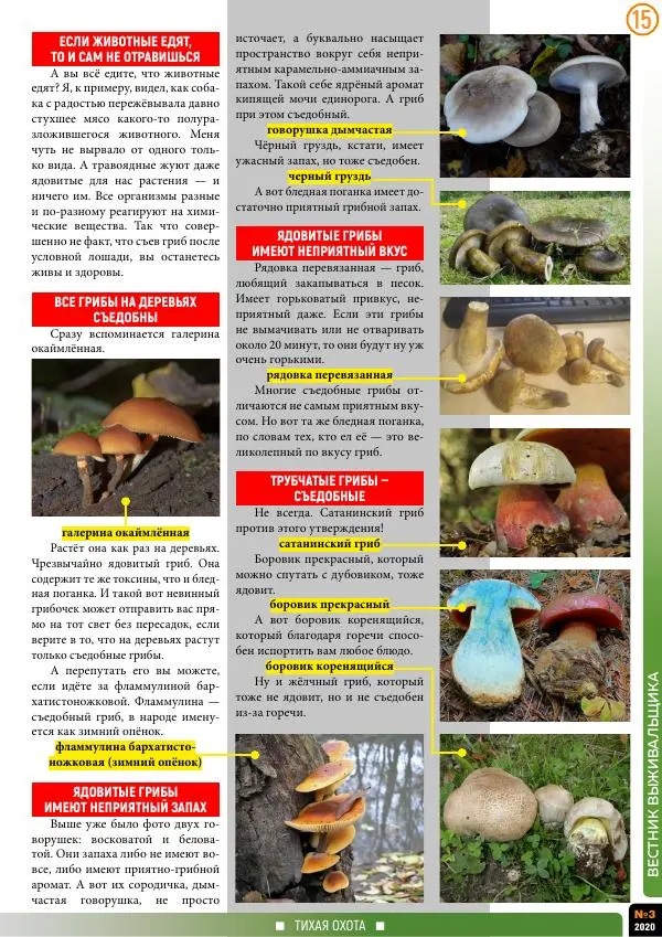  журнал «Вестник выживальщика» - Вестник выживальщика 2020 №03 - Страница № 15
