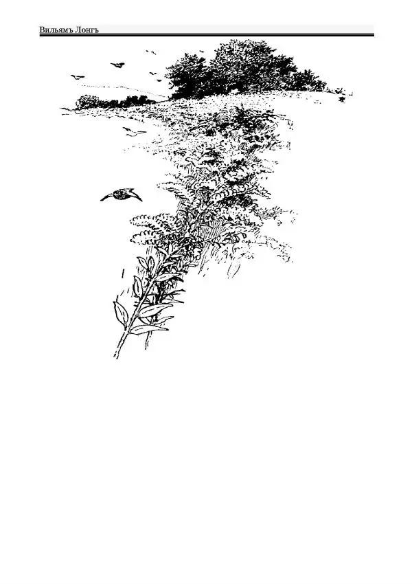 Вильямъ Логъ - Младший братецъ медведя - Страница № 6