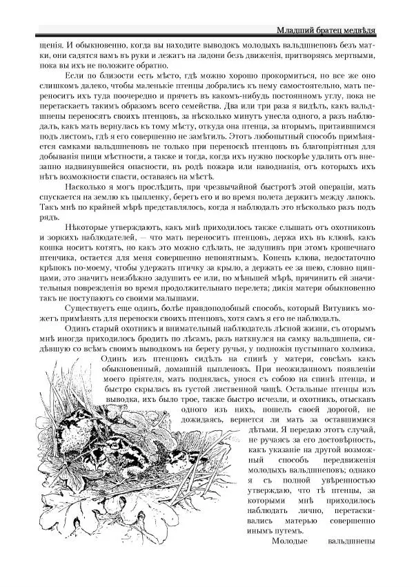 Вильямъ Логъ - Младший братецъ медведя - Страница № 35