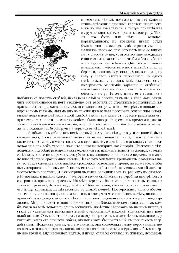 Вильямъ Логъ - Младший братецъ медведя - Страница № 45