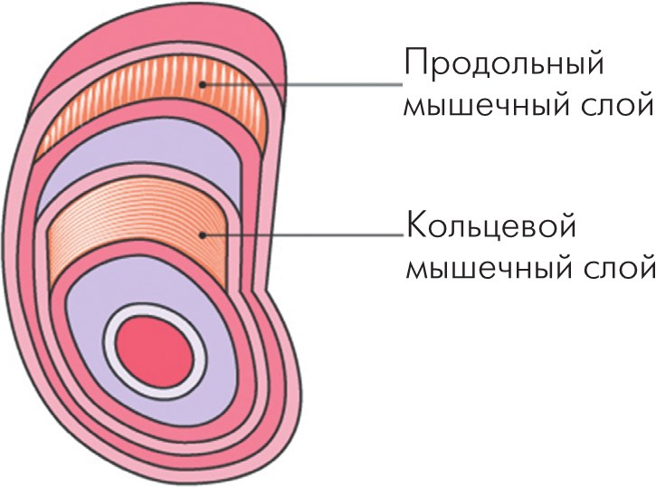 Дружу с телом. Как похудеть навсегда, или СТОП ЗАЖОРЫ. Ксения Король. Иллюстрация 180