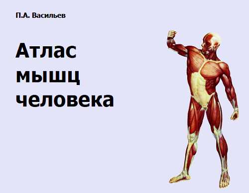 Атлас мышц человека (fb2)