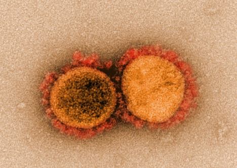 Что за вирус вызвал ковидпанику? (fb2)