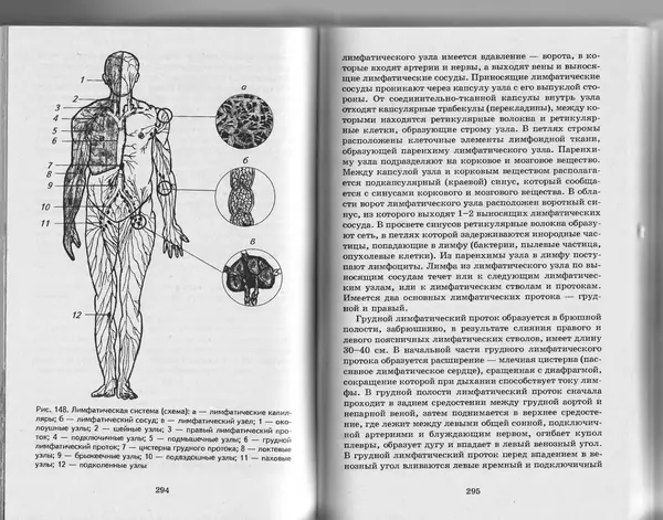 КулЛиб. А. А. Швырев - Анатомия и физиология человека с основами общей патологии. Страница № 149