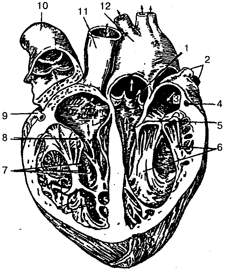 Сердце образовано клетками. Сердце вид спереди вскрыто. Строение сердца в разрезе анатомия. Сосочковые мышцы сердца вид спереди. Внутренне строение сердца на фронтальном разрезе.