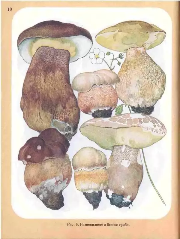 КулЛиб. А. В. Юдин - Большой определитель грибов. Страница № 10