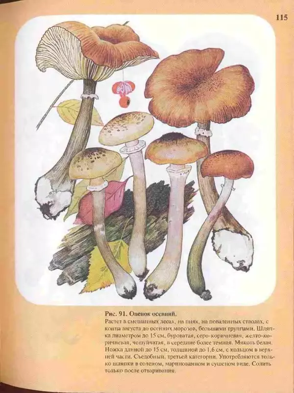 КулЛиб. А. В. Юдин - Большой определитель грибов. Страница № 115