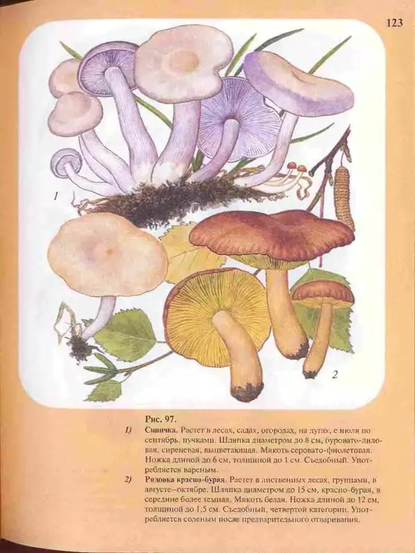 КулЛиб. А. В. Юдин - Большой определитель грибов. Страница № 123