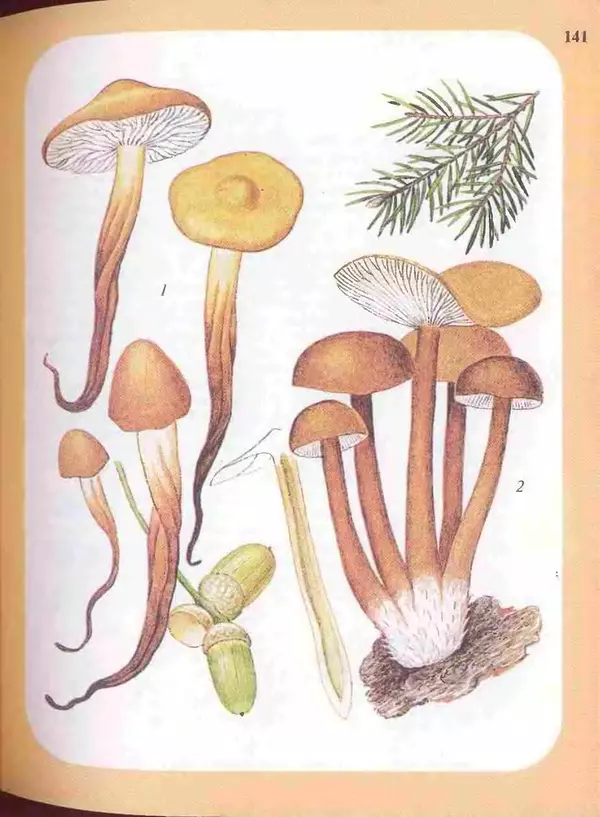 КулЛиб. А. В. Юдин - Большой определитель грибов. Страница № 141