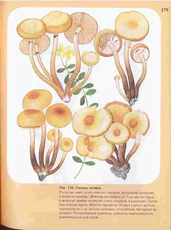 КулЛиб. А. В. Юдин - Большой определитель грибов. Страница № 179