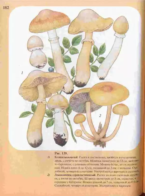 КулЛиб. А. В. Юдин - Большой определитель грибов. Страница № 182