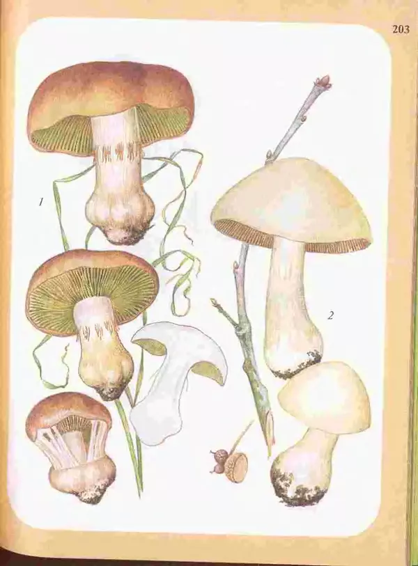 КулЛиб. А. В. Юдин - Большой определитель грибов. Страница № 203