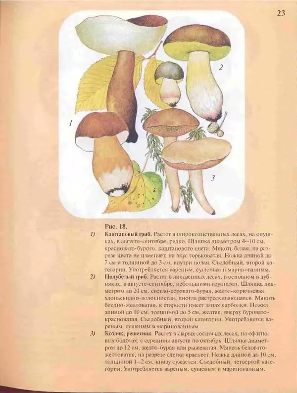 КулЛиб. А. В. Юдин - Большой определитель грибов. Страница № 23