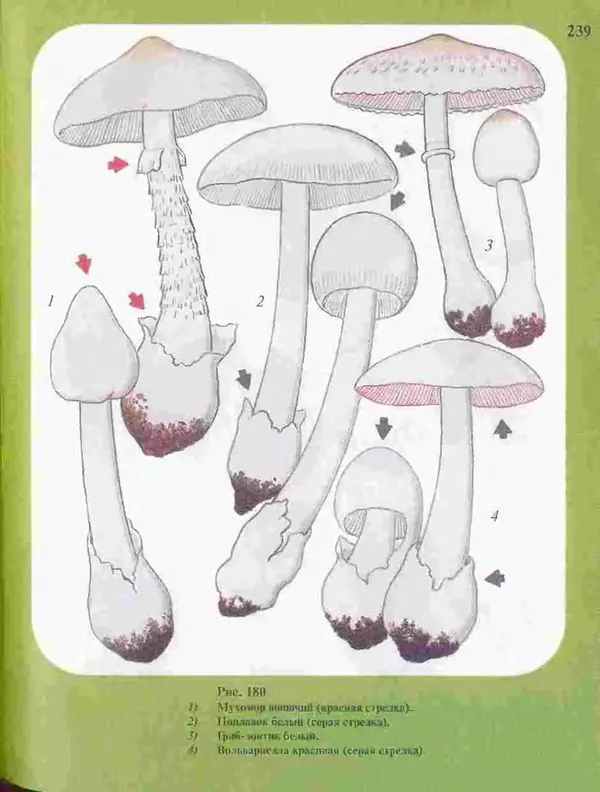 КулЛиб. А. В. Юдин - Большой определитель грибов. Страница № 239
