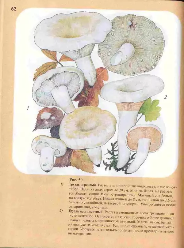 КулЛиб. А. В. Юдин - Большой определитель грибов.'