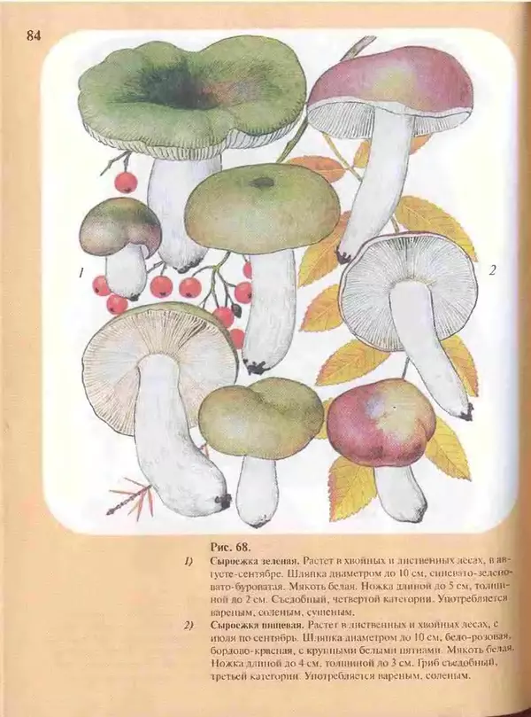 КулЛиб. А. В. Юдин - Большой определитель грибов. Страница № 84